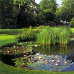 �������� ��� �������