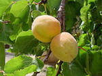 Выращиваем абрикос в Белоруссии