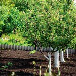 ������� ��������. ����������� ������� ������� �� ������������ �������