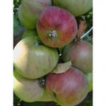 Что такое колонновидные  яблони