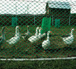 ����������� ����� � ������� ��� ���������� ����� �������