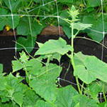 ����� ��� �������� ��������